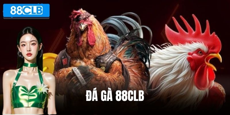 Đá Gà 88CLB – Livestream Trực Tiếp, Kịch Tính Từng Giây