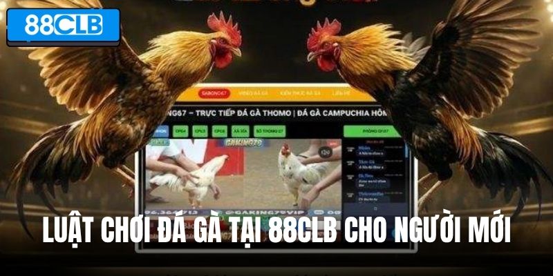 Luật chơi đá gà tại 88CLB cho người mới